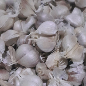 Bawang Putih Kating 1kg: Manfaat dan Cara Menggunakannya