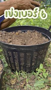 เข่งพลาสติก ขนาดเล็ก มินิ  ตะกร้าพลาสติก เบอร์ 6 ใช้ปลูกต้นไม้ ใส่ผลไม้ พลาสติก แข็งแรง ทนทาน