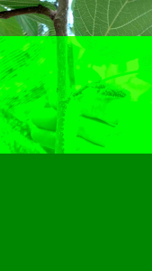 หิมาลายันขาวกิ่งพันธุ์มัลเบอร์รี่รสชาติหวาน