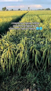 Benih padi MAPAN P05 HIBRIDA kemasan 5kg