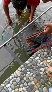 UMPAN IKAN MAS SUPER AMIS S.A.P si ngabret amis premiun