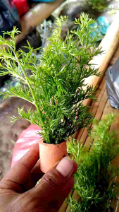 watersprite tanaman air aquascspe hiasan aquarium per pot