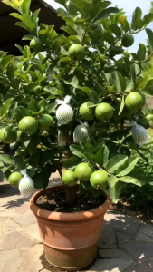 BIBIT TANAMAN JAMBU KRISTAL MERAH 🌱Memiliki Keunggulan Rasa Manis Berdaging Tebal Renyah Dan Non Biji. Sangat Cocok Ditanam Di Pot Atau Di Jebunkan. Rajin Berbuah Dan Tidak Mengenal Musim