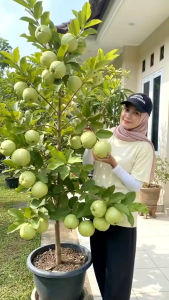 BIBIT POHON JAMBU KRISTAL JUMBO🌱Memiliki Keunggulan Rasa Manis Berdaging Tebal Renyah Dan Non Biji. Sangat Cocok Ditanam Di Pot Atau Di Jebunkan. Rajin Berbuah Dan Tidak Mengenal Musim