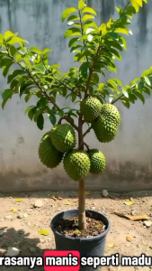 BIBIT POHON SIRSAK MADU 🌱 Mempunyai Buah Jumbo Dan Rasa Manis. Bibit Hasil Okulasi Sehingga Cepat Berbuahh Pendek Bisa Ditanam Di Pot