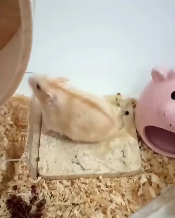 MARBEL STONE COOLING PAD HAMSTER 10X10 || ALAS TEMPAT TIDUR