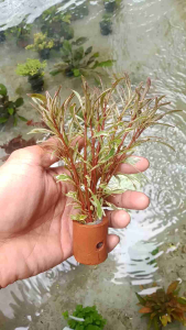 Ludwigia Sp White Tanaman Aquascape Media Pot