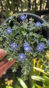 #มอนิ่งกลอลี่ หรือ #ใบต่อก้าน  Wild ground morning glory 🦋 #ใบต่อก้าน #ไม้เลื้อยคลุมดินขนาดเล็ก ดอกขนาดท่าปลายนิ้วก้อย สีฟ้าสว่างไสวเหมือนหลอดไฟที่เรืองแสงในคืนเดือนหงาย   เหมาะสำหรับปลูกริมขอบทางเดิน ใช้เป็นไม้คลุมดิน หรือหากปลูกในกระถาง น้องจะห้อยระย้า