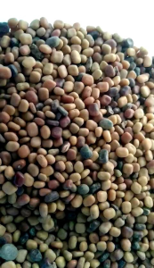 1 KG BIBIT KACANGAN CM (CALOPOGONIUM MUCONOIDES) SEBAGAI LCC PADA LAHAN KELAPA SAWIT