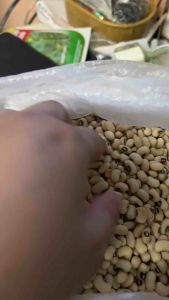 Native sitaw na turo seeds/ binhi sitao ilocano (1 kl) new harvest