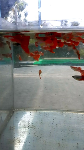 Red Head White Guppy (Male & Female)