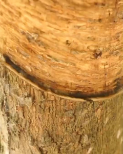 มองโกล ช่วยกำจัดเชื่อราในต้นยางพารา