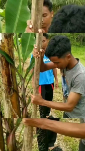bibit pisang kepok tanjung.beli satu dapet satu beli 2dapet 2