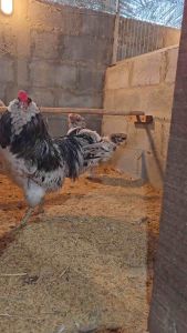 TELUR FERTIL AMERAUCANA BLUE EGG AYAM PETELUR HANDAL UNTUK DI TETASKAN