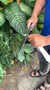 GOLOK GEN Z - Golsom Kebun / Sembelih Bahan Baja Per SUP9 Sarung Motif