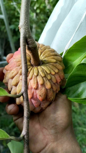 ต้นน้อยหน่าแดงอิสราเอล(ต้นทาบกิ่งจากต้นแม่ที่ติดผลแล้ว ขนาดต้นมีให้เลือกตามภาพ)