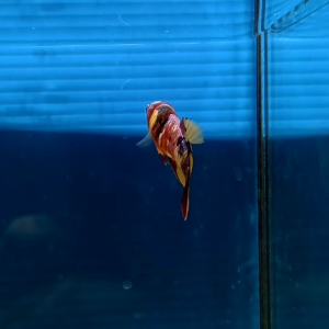 ปลากัดกาแล็กซี่ หญิง คัดเกรดคละสี มีประกันสินค้า