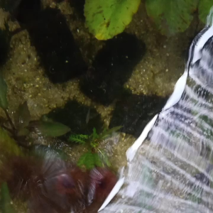 Tinatifida tanaman aquascape hiasan akuarium