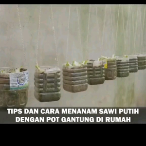 (KEMASAN PREMIUM) BIJI/BENIH SAWI PUTIH FENKANG 70