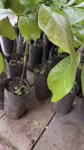 ต้น อะโวคาโด้ ธัญบิด (เสียบยอด)