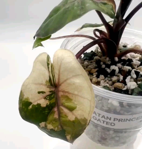 Alocasia Yucatan Princess High Variegationจำหน่ายแบบไข่เพาะชำส่งชำในถ้วยอบอย่างดี