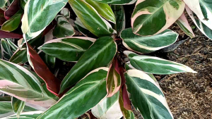 Tanaman Meranti Bali / tanaman calathea treecollor / tanaman hias hidup