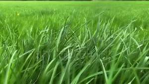 Benih biji Rumput pakan Ternak dan Penghijauan 1 Kilo Benih Rumput Koronivia Brachiaria humidicola (Rendle) Schweick - Decumbens