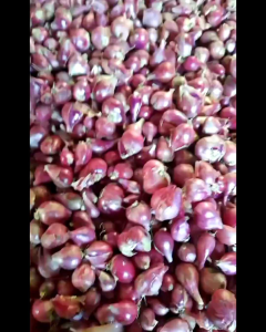 bumbu masak bawang merah besar kering harga murah super berkualitas