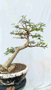 pohon bonsai serut/streblus asper