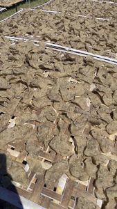 Keropok Ikan Tamban ASLI Terengganu / Keropok Terengganu / Keropok Ikan Keping Terengganu / Keropok Original Terengganu / Keropok Ikan Natrah / Keropok Natrah / Pengkalan Setar / Fish Crackers / Keropok Ikan Tamban / Keropok Halal / Sedap