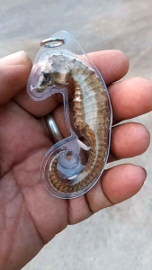 เครื่องรางทนสิทธิ์หายากและมีคุณค่ายิ่งนัก เป็นของแท้จากธรรมชาตินะครับ