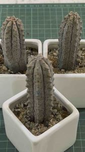 Euphorbia abdelkuriyadi亚迪麒麟(11-13cm)