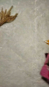 Jilbab Dewasa Plisket Lidi Variasi Renda Mewah Kerudung Instan dengan Gesper Hijab Prisket Jersey