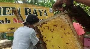 Madu Randu B Asli Murni Tanpa Olah | Rumah Madu Pacet | Raw Pure Honey | Diet Kekebalan Daya Tahan Tubuh