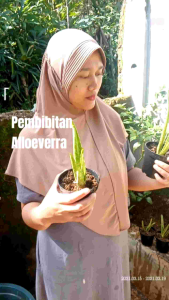 Bibit Lidah Buaya Jumbo Dalam Pot Di Jual Dalam Pot