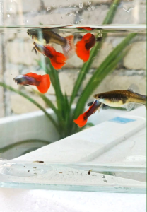 Dumbo Redtail Guppy Pair Ready Breed