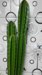 1 Set Kaktus Artifisial T 60cm