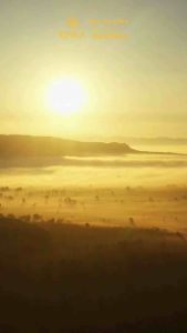 KINKA - Trà Hoa Vàng Gia Lai - Lá Xanh Và Hoa - Hỗ Trợ Sức Khỏe Và Làm Đẹp - Hộp 40g 20 góii