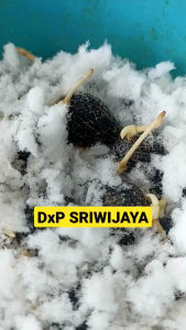 BIBIT POLONG SAWIT SRIWIJAYA ASLI UNGGUL BIBIT SAWIT SJ5 ASLI BIBIT POLONG KECAMBAH SAWIT UNGGUL