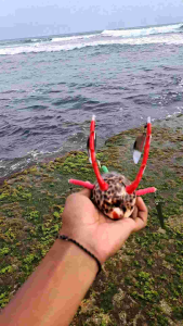 umpan gurita dari kuwuk/kerang bulu