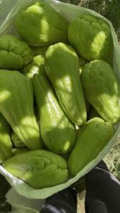 sayuran labu siam/labu jipanh segar lngsung metik dari kebun 1kg