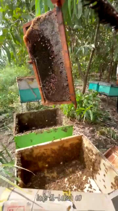 MADU MURNI hutan Sumatra Riau 300 grm INDO AL-LEBAH69