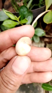 Batu akik Buaya Putih