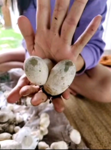 ส่งทุกวัน ฟาร์มขายเอง เชื้อเห็ดฟาง12ก้อน เชื้อเห็ด แพค 12 ก้อน เชื้อเห็ดฟางแพ้ค​   ก้อนเชื้อเห็ดฟาง​  straw​mushroom​ เชื้อเห็ด​  เห็ดฟาง คุณภาพยอดเยี่ยม แพ้ค12ก้อน