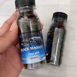 Black Maggot Maggot Kering Pakan Ikan Channa Asiatica WS Kemasan 100ml