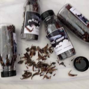 Udang Kering Hitam sebagai Pakan Ikan Channa Asiatica