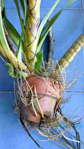 ว่านเพชรหึงด่าง หรือว่านหางช้างด่าง ด่างทั้งต้น ด่างทั้งใบ เป็นต้นไม้หายาก