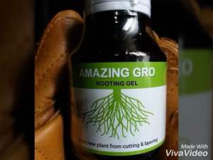 Amazing Gro เจลเร่งราก สูตรเข้มข้น น้ํายาเร่งราก Rooting gel เร่งราก กิ่งตอนกิ่งปักชํา แคตตัส ไม้ดอก ไม้ประดับ ไม่ด่าง