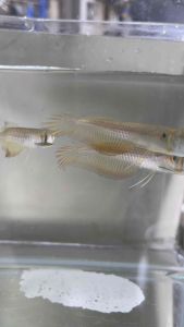 Silver Arowana/ Freshwater/Livefish 银龙