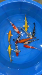 JAPAN KOI LOCAL BREED PREMIUM GRADE 5/6”sizes 11pcs COMBO at 1188 OFFER + shipping 50 + FREE GIFTS